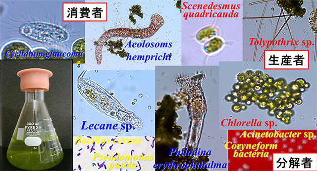 生物多様性科学 村上 和仁 教授
